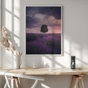 Lavender Fields, Isparta Poster