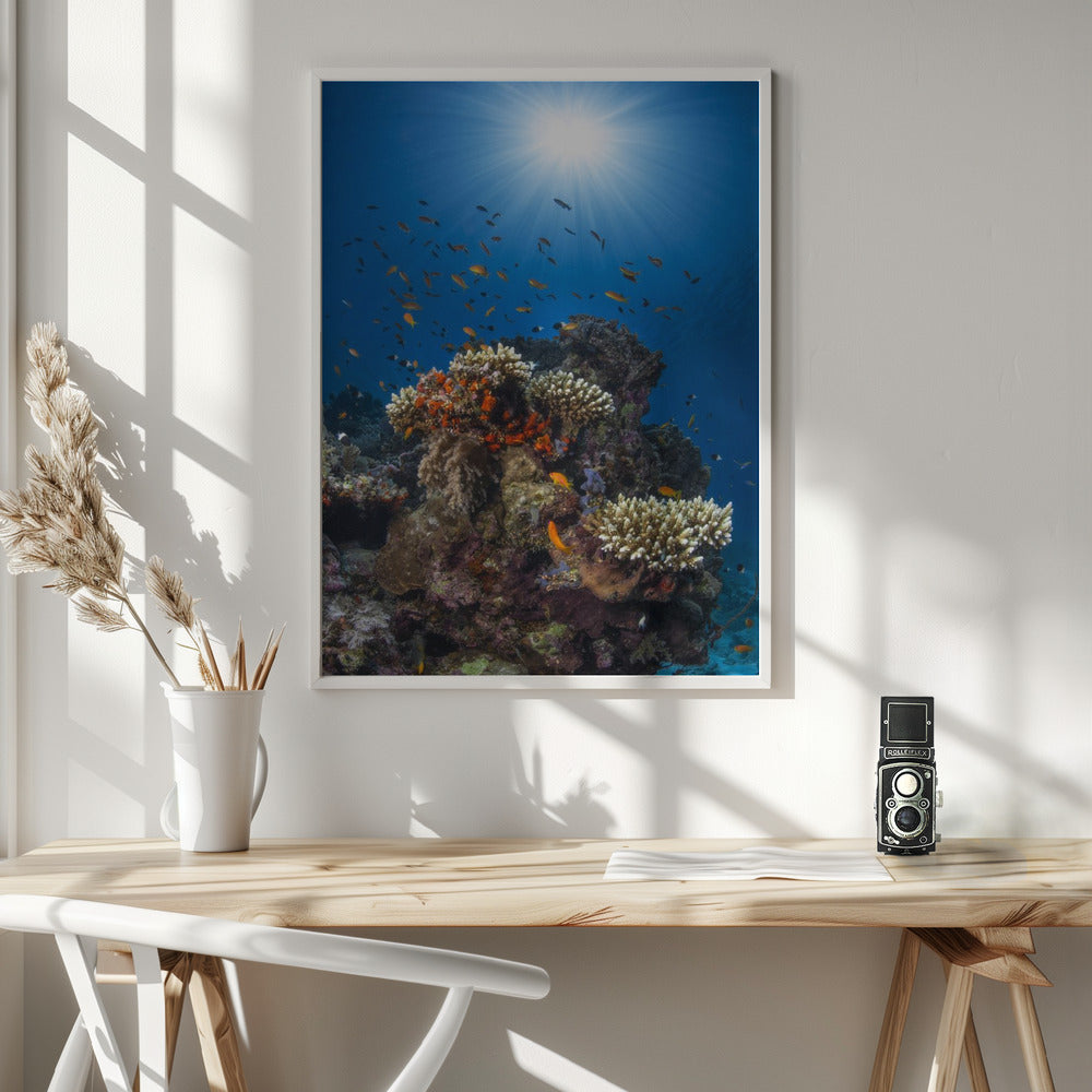 Reef and sunshine Poster