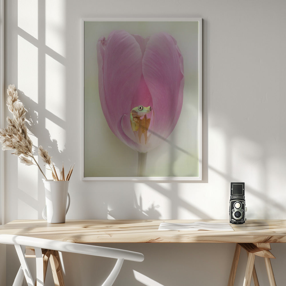 The Lemur Tree Frog and the Pink Tulip Poster