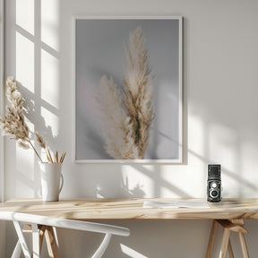 Pampas Grass Grey Poster