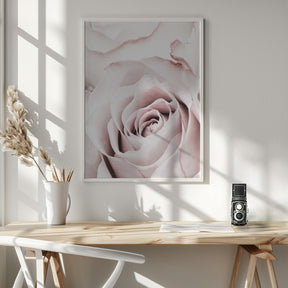 Pink Rose No 05 Poster