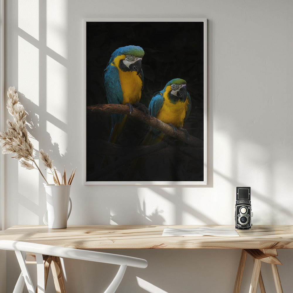 Macaw Parrots Poster