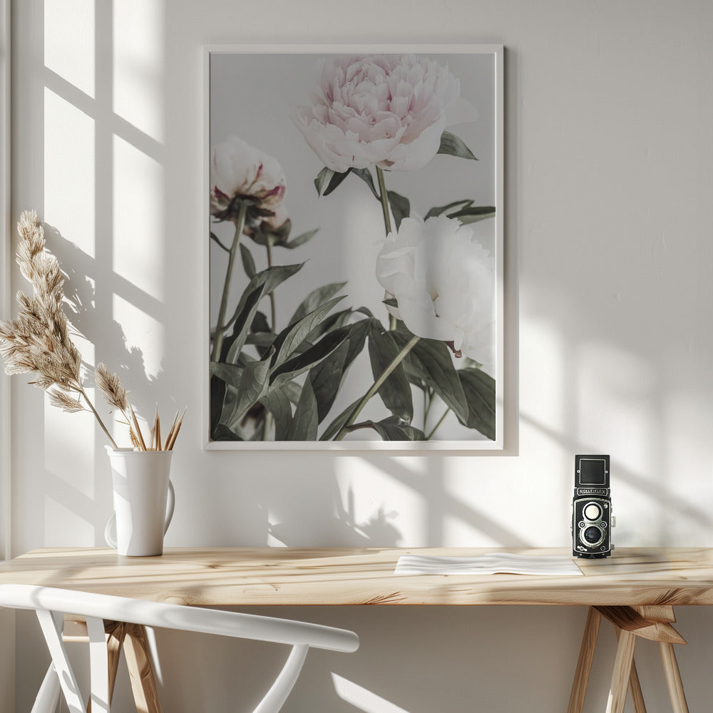 Peony 04 Poster