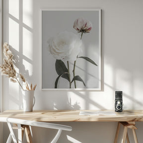 Peony 12 Poster