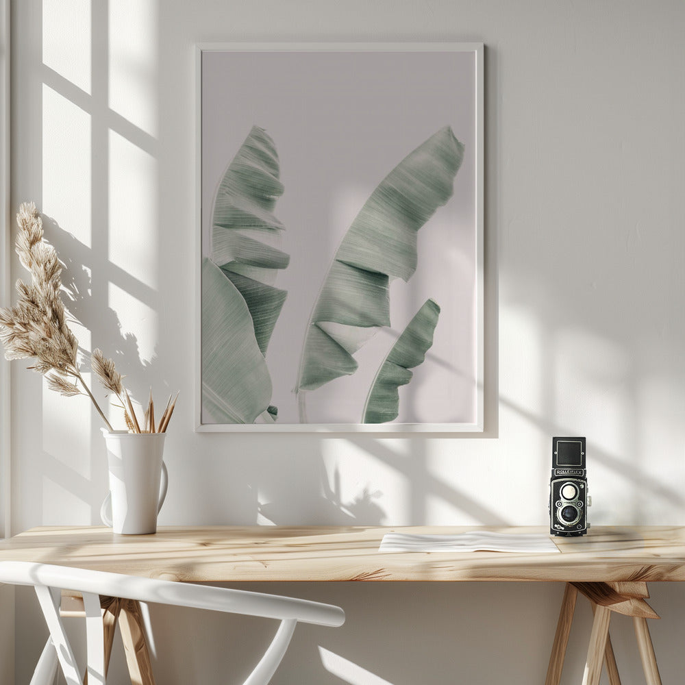 Blush Banana Leaves Poster