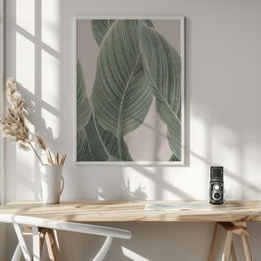 Calla Leaf Poster