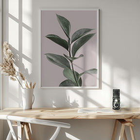 Foliage on Pink Poster