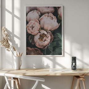 Coral Peonies Poster