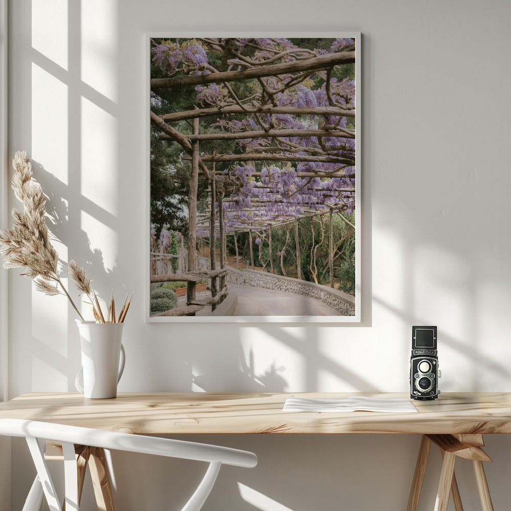 The Lavender Walkway Poster