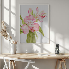 Pink watercolor alstroemeria Poster