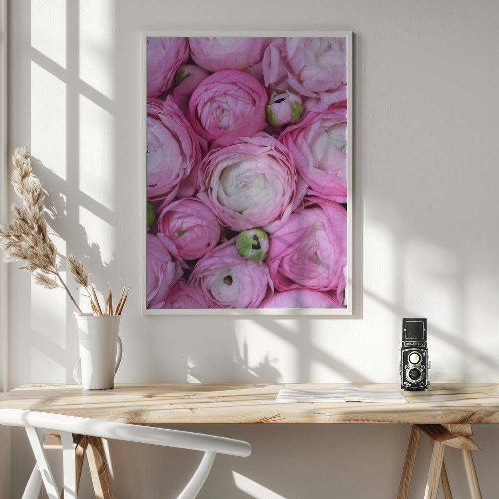 Pink ranunculus Poster