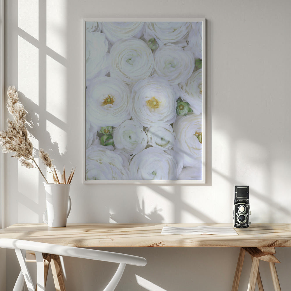 Pure white ranunculus Poster