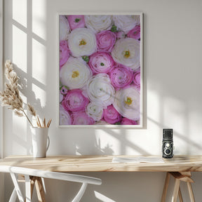 Scattered ranunculus in pink II Poster