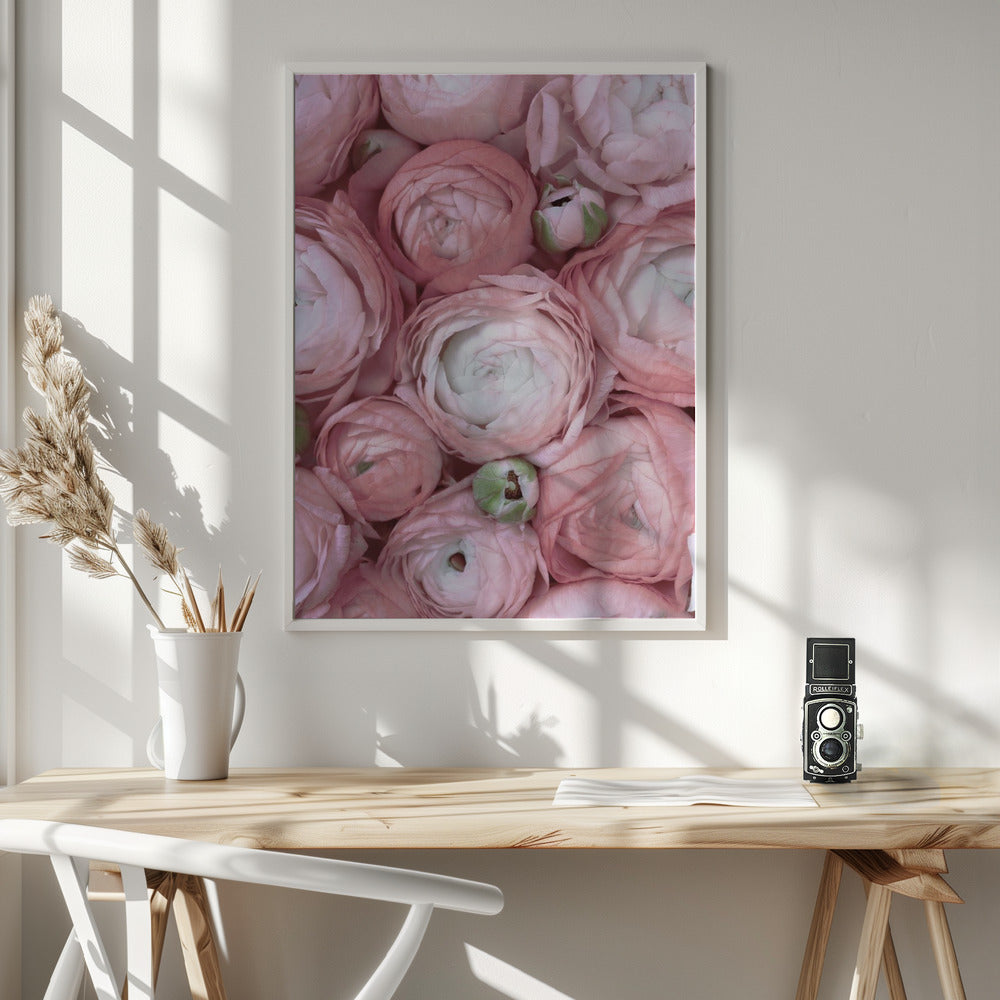 Subdued blush ranunculus Poster