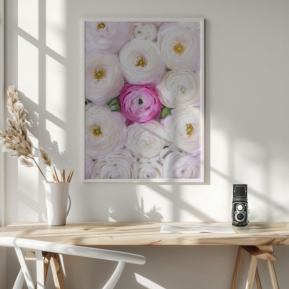 Singular ranunculus in hot pink Poster