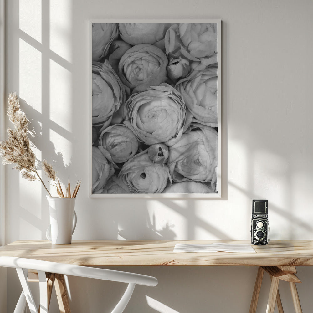 Gray ranunculus Poster