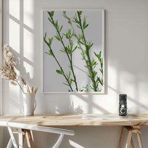 Green dainty branch Poster