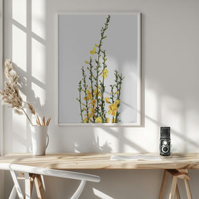 Yellow blooms Poster