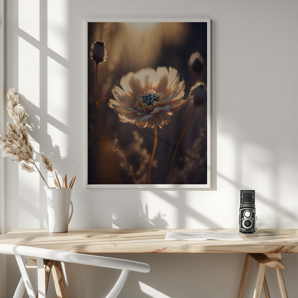 Flower in Morning Sun Poster