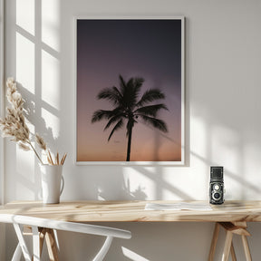 Costa Rica Palm Tree Poster