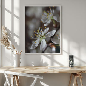 Spring blooms I Poster