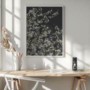 Spring branches Poster