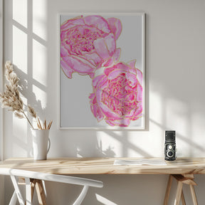 Sally's peonies Poster