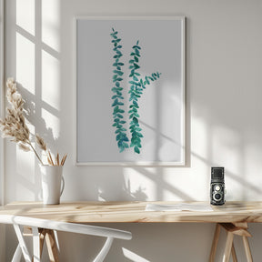 Watercolor eucalyptus branches in teal Poster