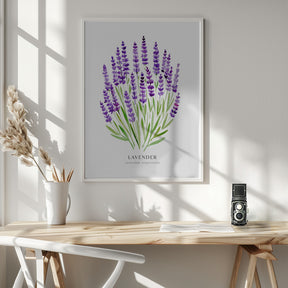 Lavender I Poster