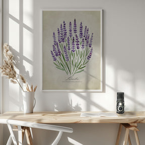 Lavender vintage Poster