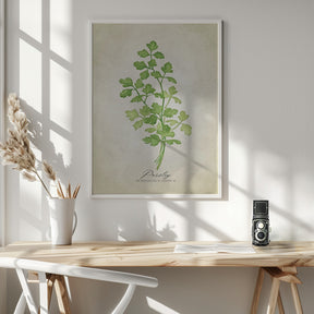 Parsley vintage Poster