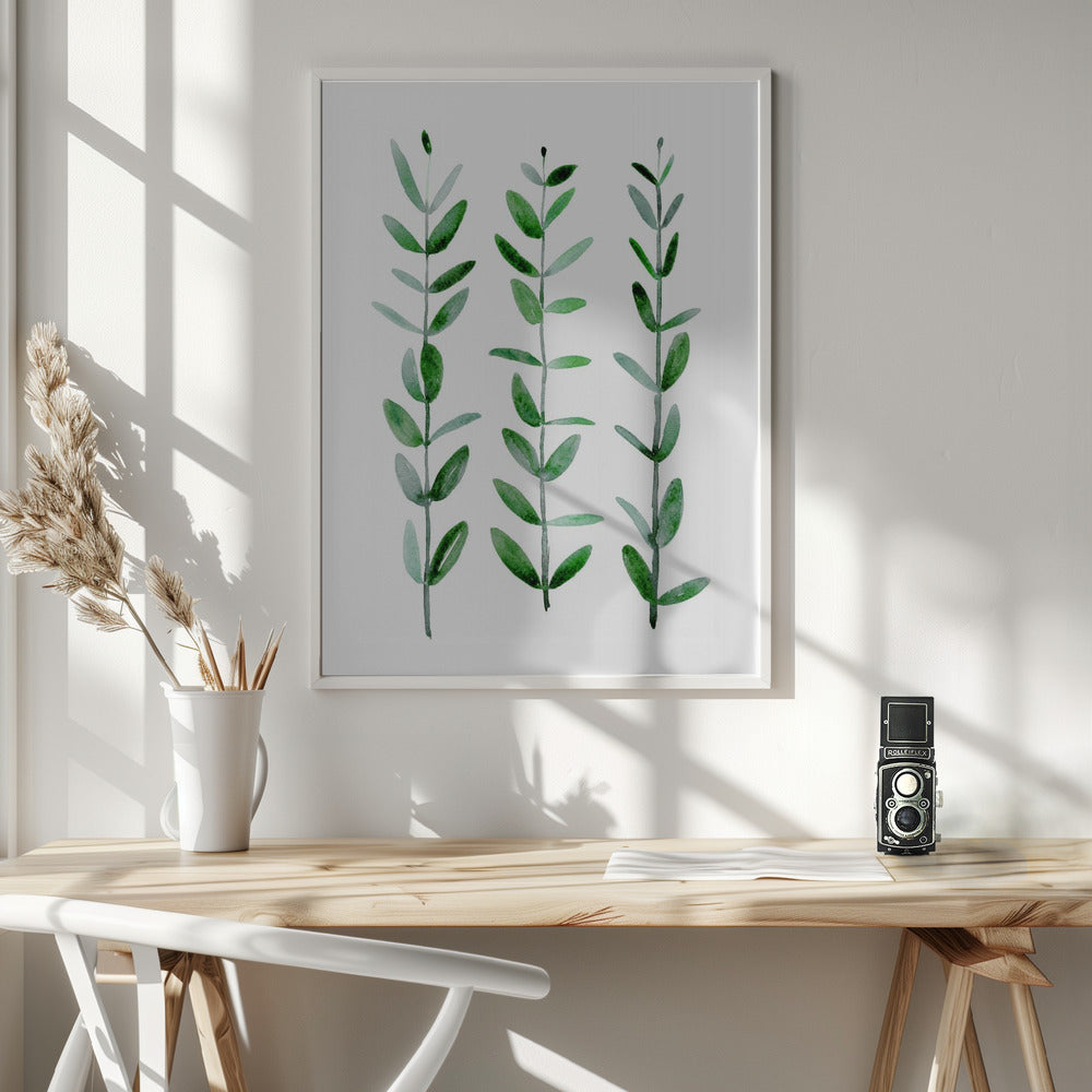 Watercolor eucalyptus parvifolia Poster