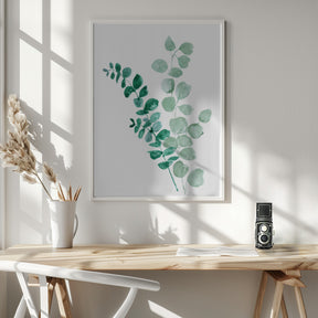 Two eucalyptus branches Poster