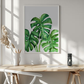 Monstera leaves in loose watercolor Poster