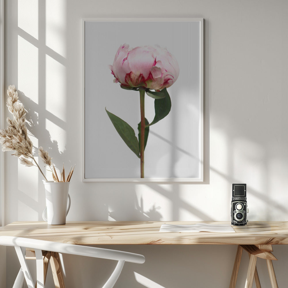 Pink peony II Poster