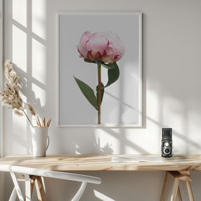 Pink peony II Poster