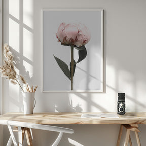 Blush peony II Poster