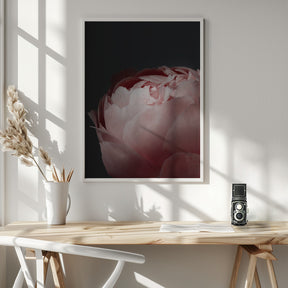 Moody blush peony II Poster