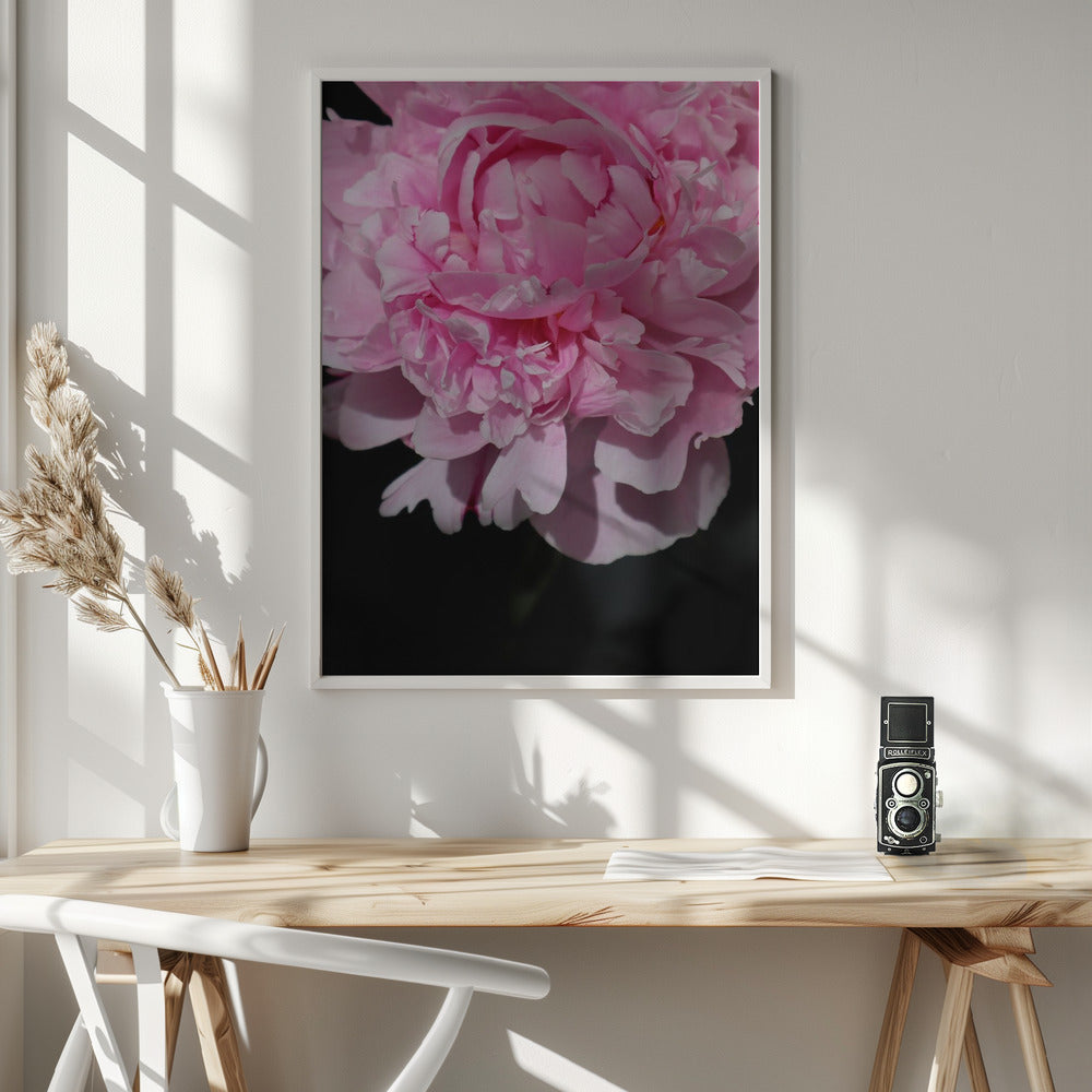 Pink peony V Poster