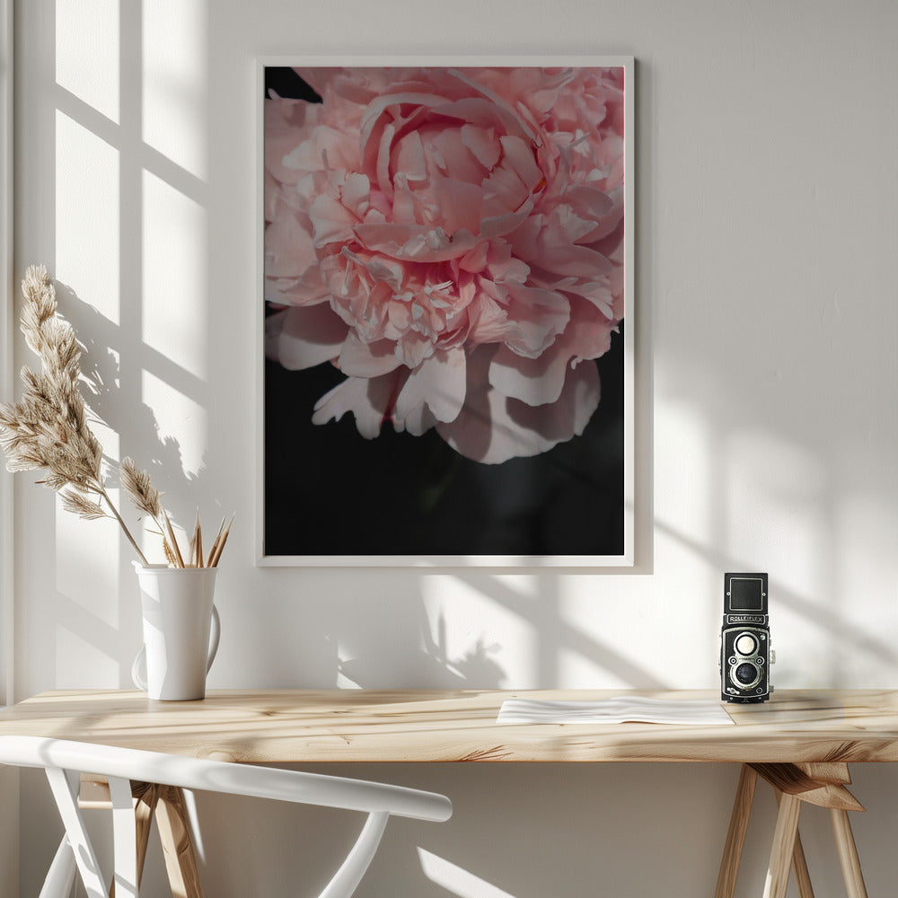 Blush peony V Poster