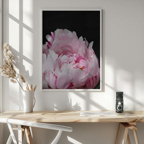 Pink peony VIII Poster