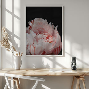 Blush peony VIII Poster