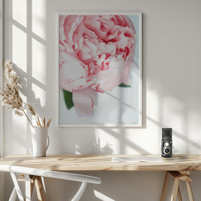 Blush peony VII Poster