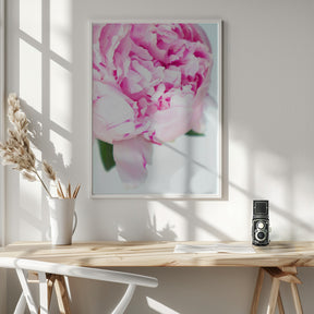 Pink peony VII Poster