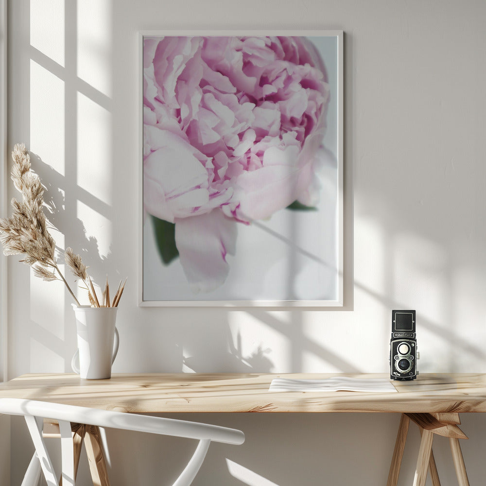 Subdued peony VII Poster