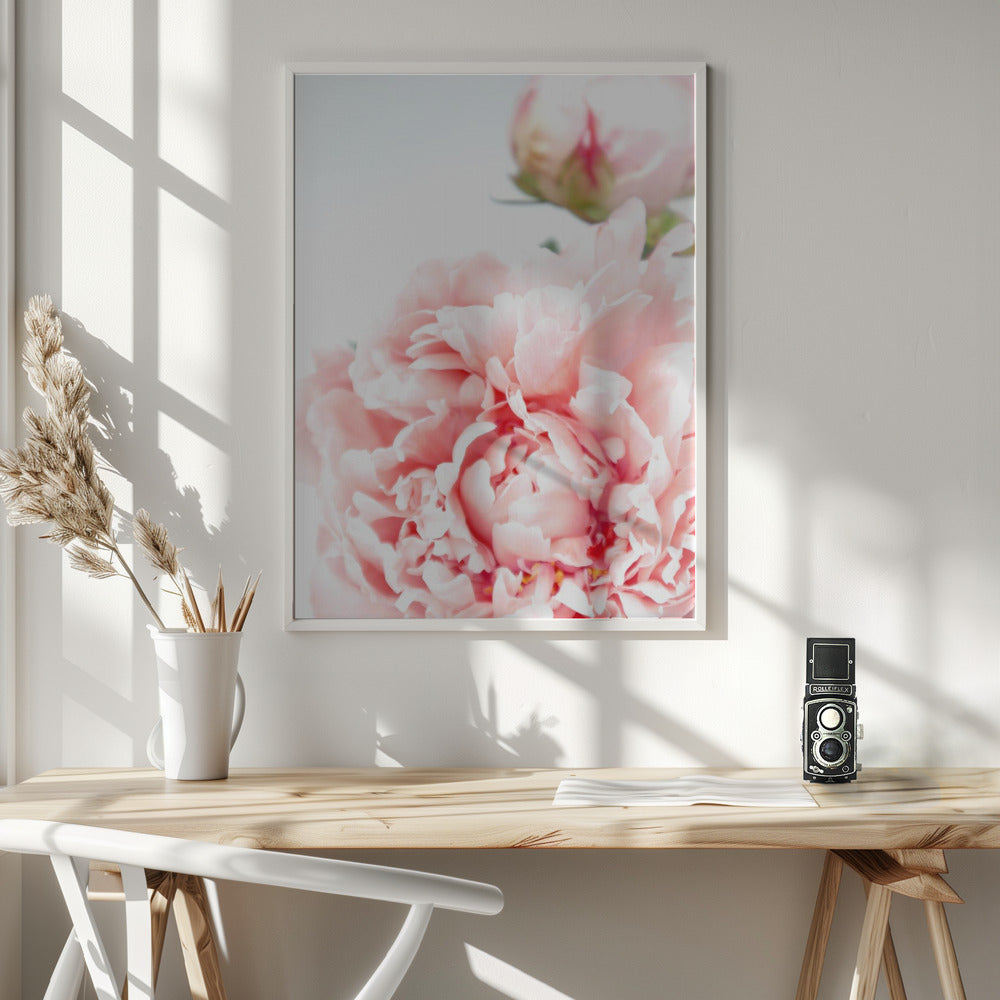 Blush peony IX Poster