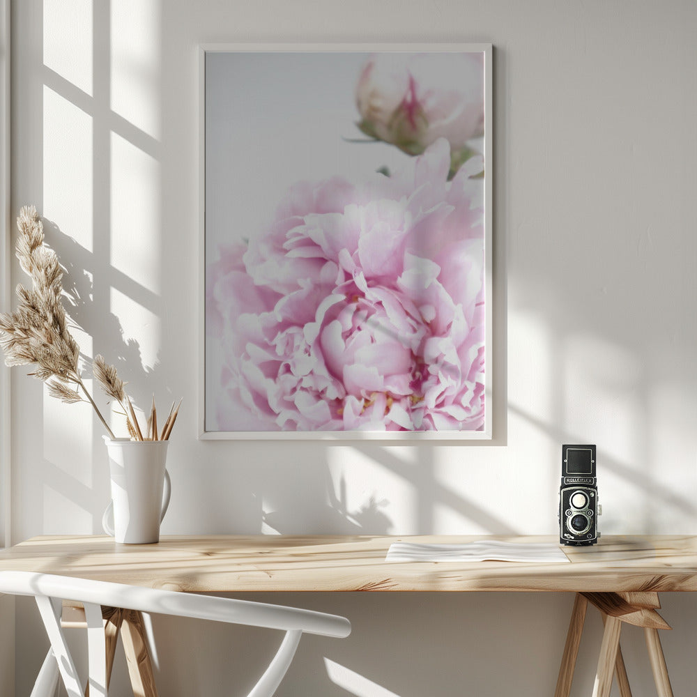 Subdued peony IX Poster