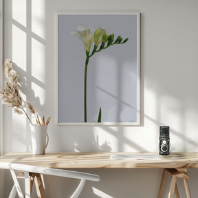 White freesia Poster