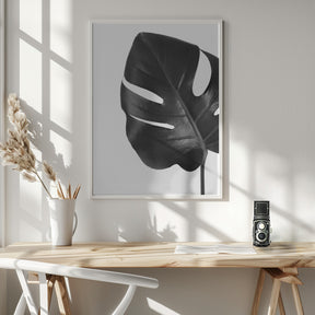 Gray monstera leaf Poster