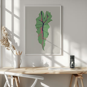 Alocasia Polly Poster